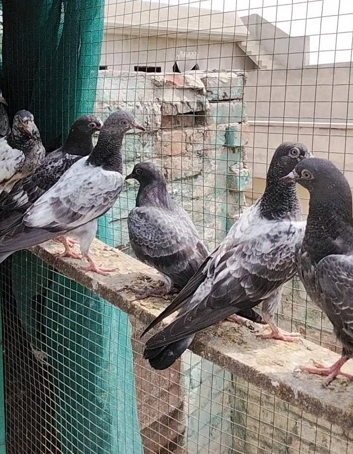 pigeons 0