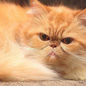 Persian Cat