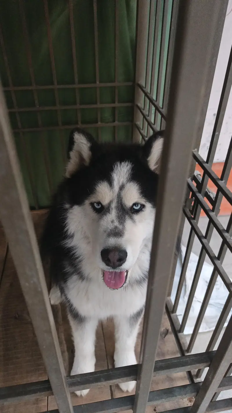 Husky for Sale — photo 2