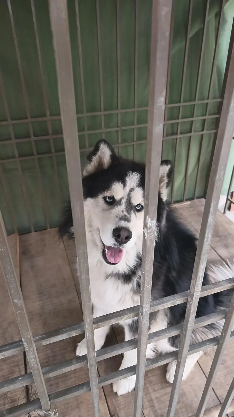 Husky for Sale — photo 3