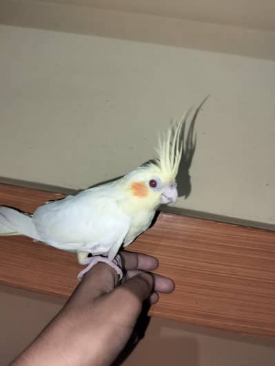 red eyes hand tame cocktail parrot