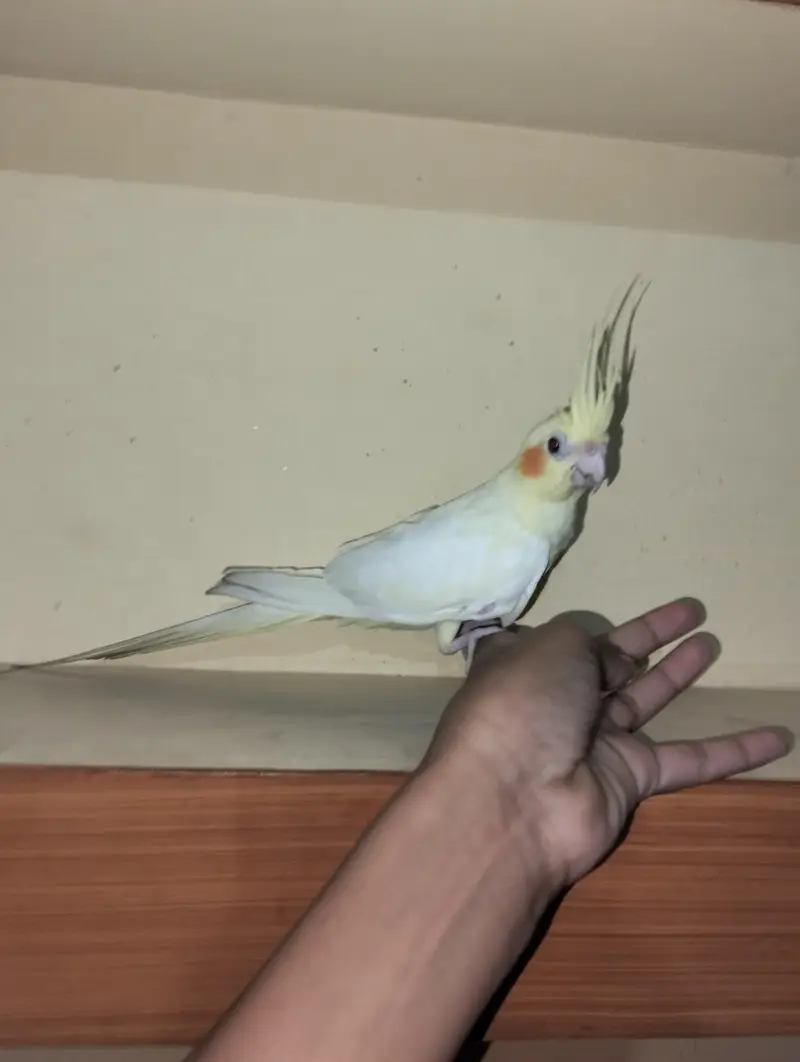 red eyes hand tame cocktail parrot — photo 2