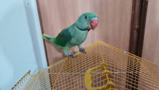 Raw Alexander parrot