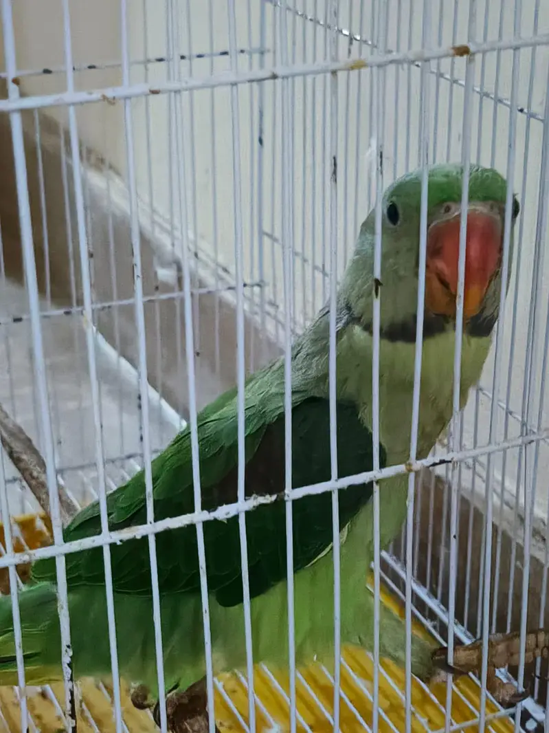 Raw Alexander parrot — photo 2