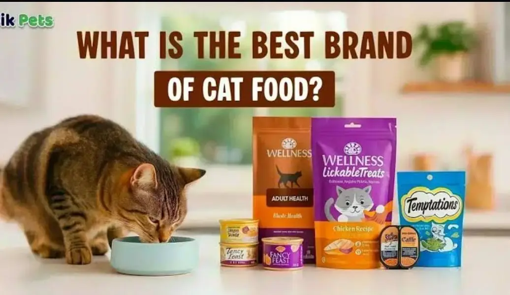 All cat food and cat accessories available here — photo 2
