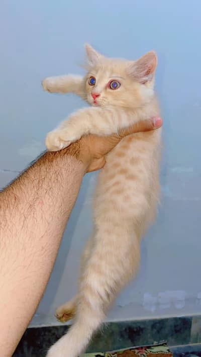 persien cat