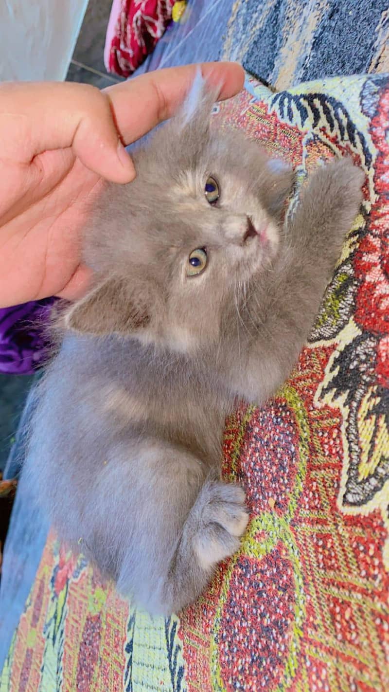 persien cat 1