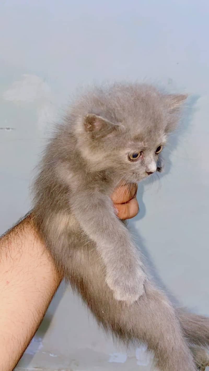 persien cat 2