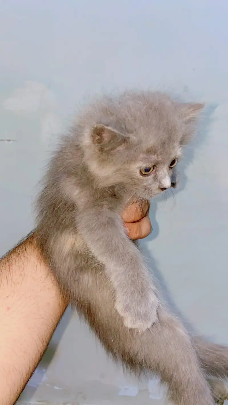 persien cat — photo 3