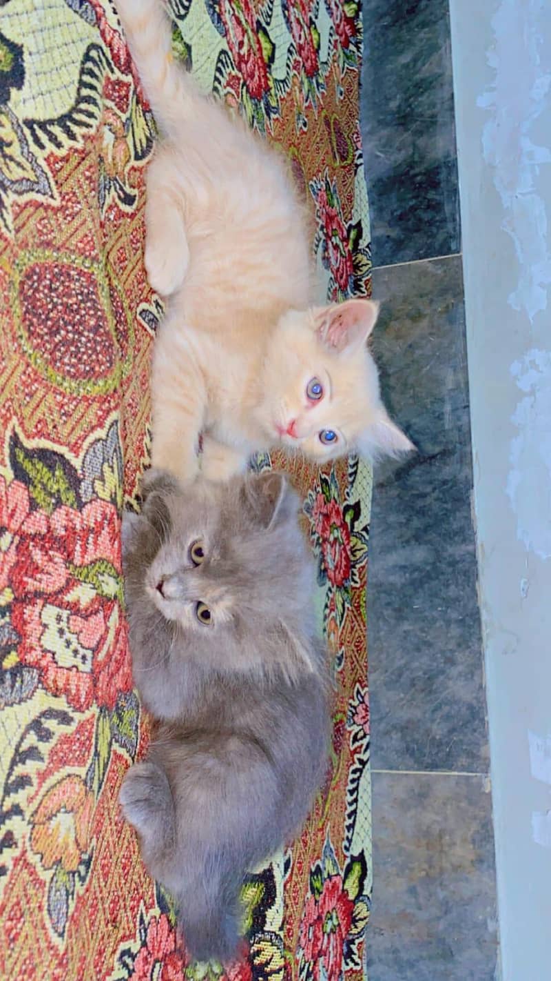 persien cat 3