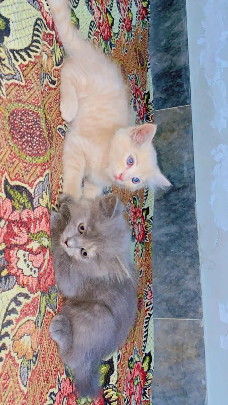 persien cat — photo 4