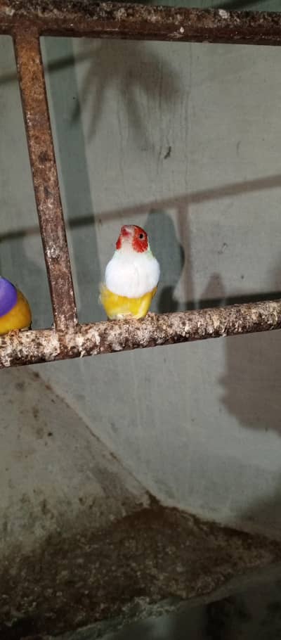 Goldein finches Male looking new home