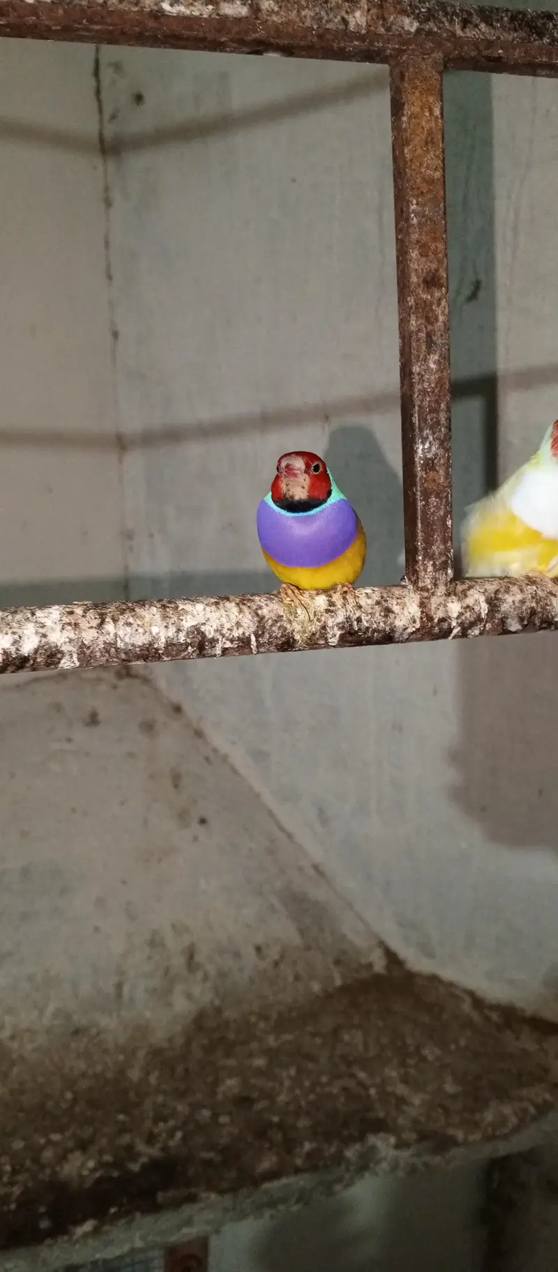 Goldein finches Male looking new home — photo 2