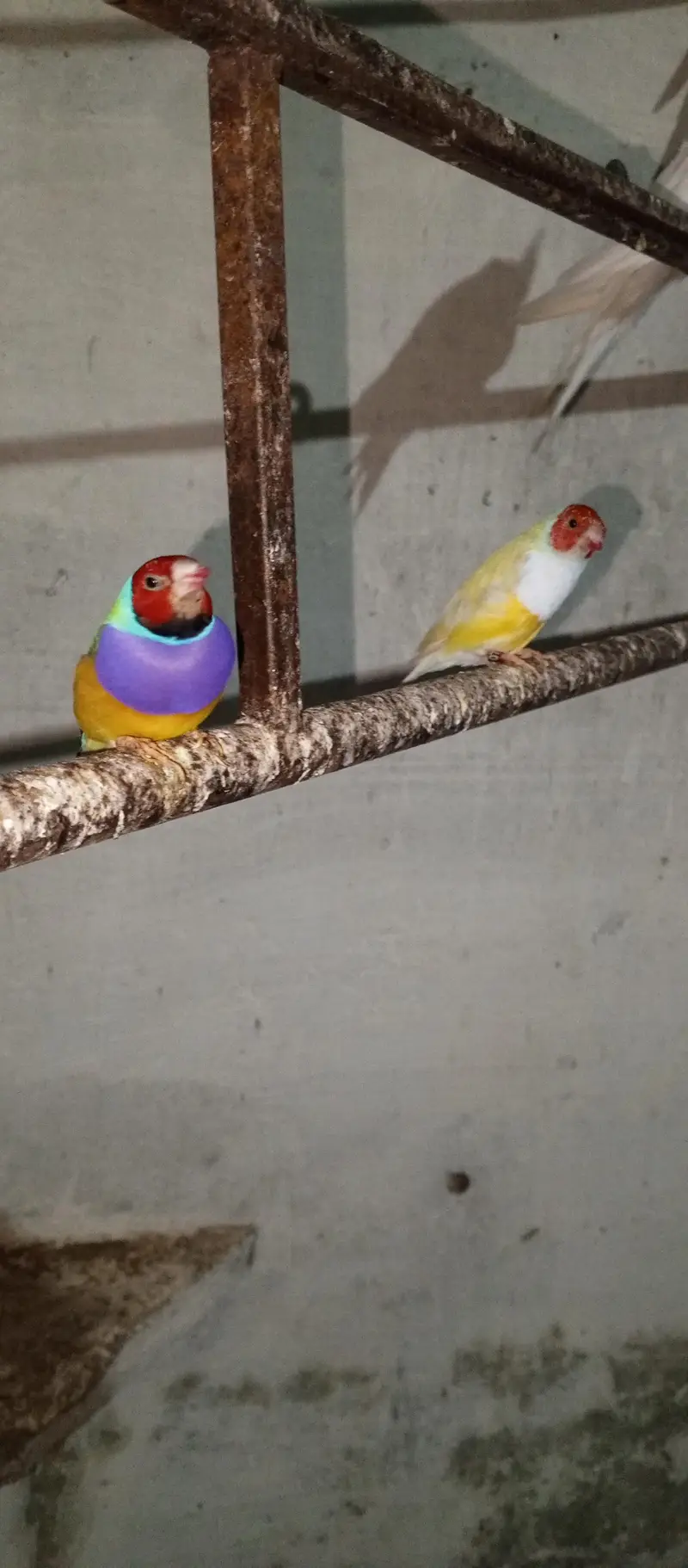 Goldein finches Male looking new home — photo 3