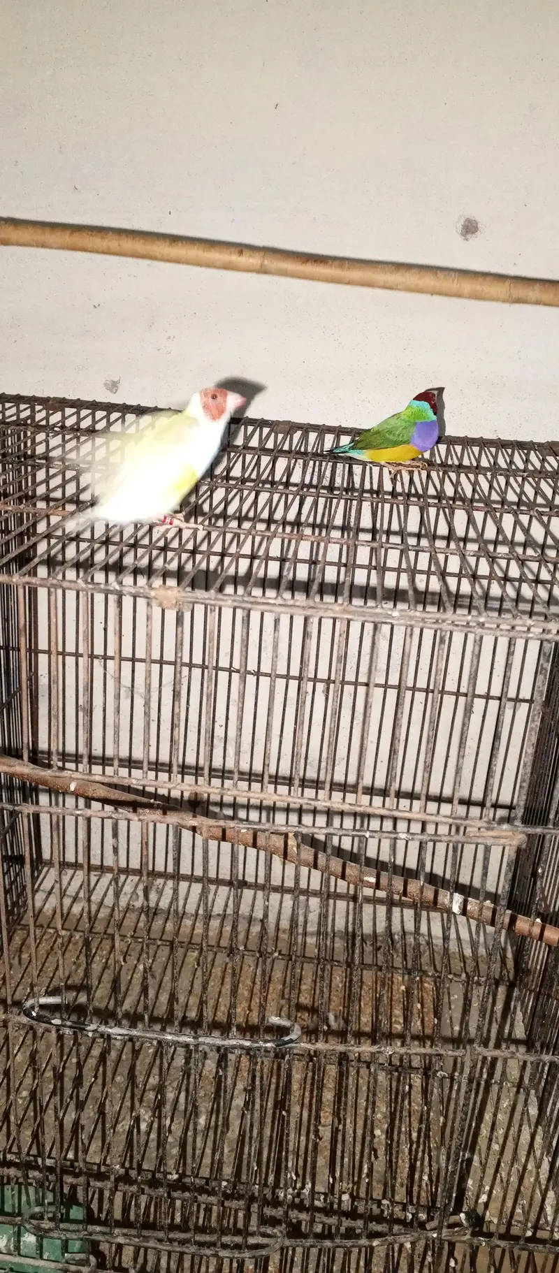 Goldein finches Male looking new home — photo 4