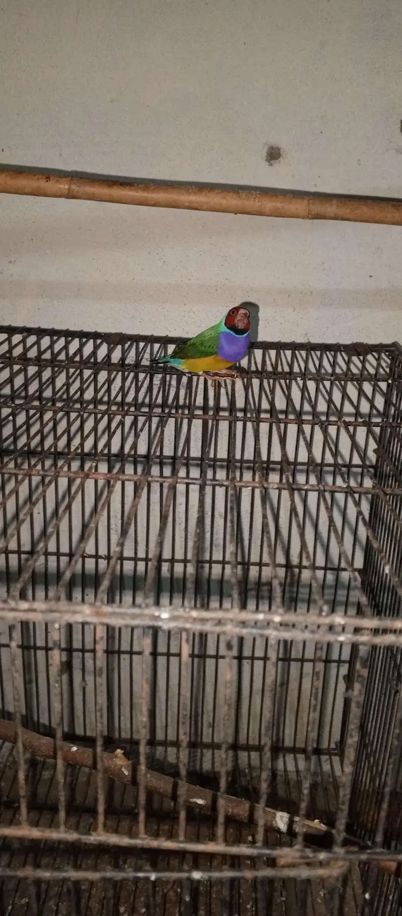 Goldein finches Male looking new home — photo 5