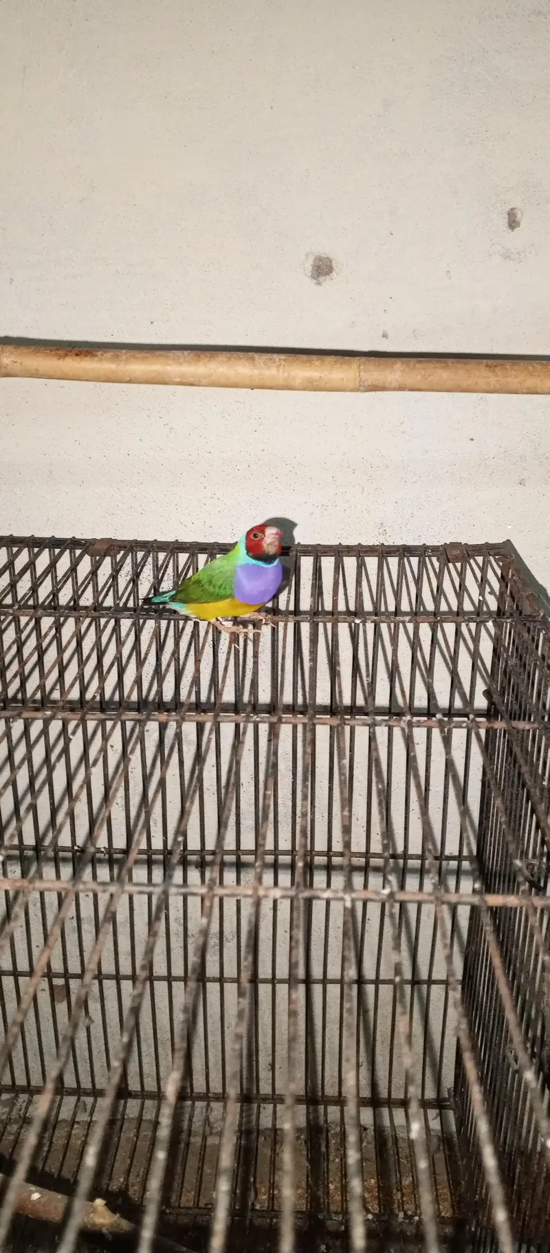 Goldein finches Male looking new home — photo 6