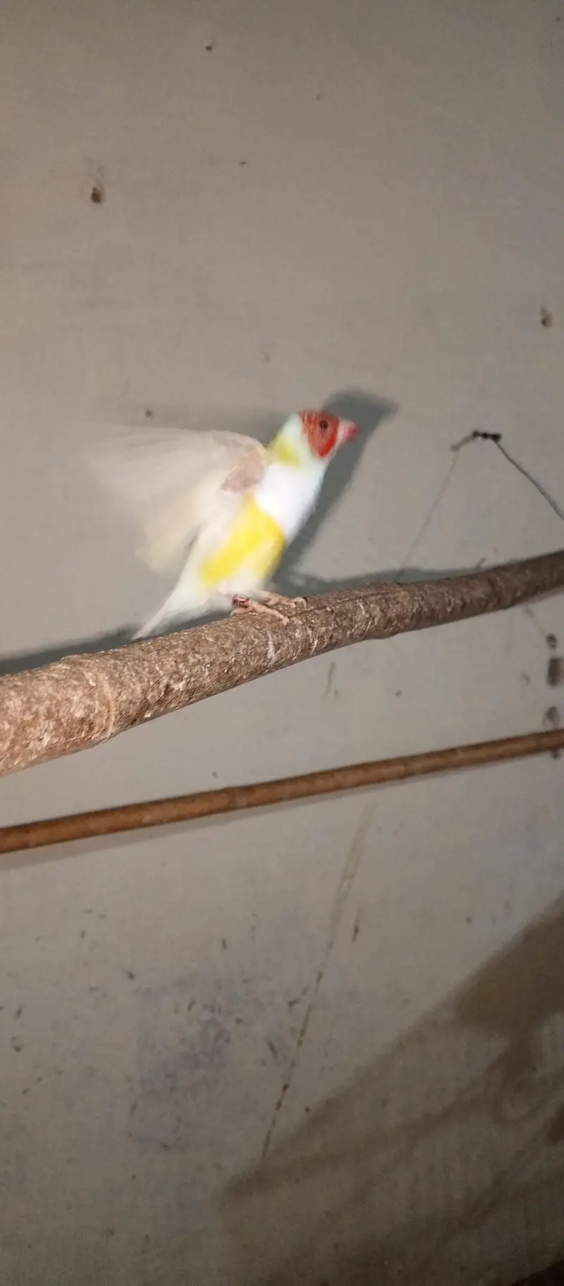 Goldein finches Male looking new home — photo 7