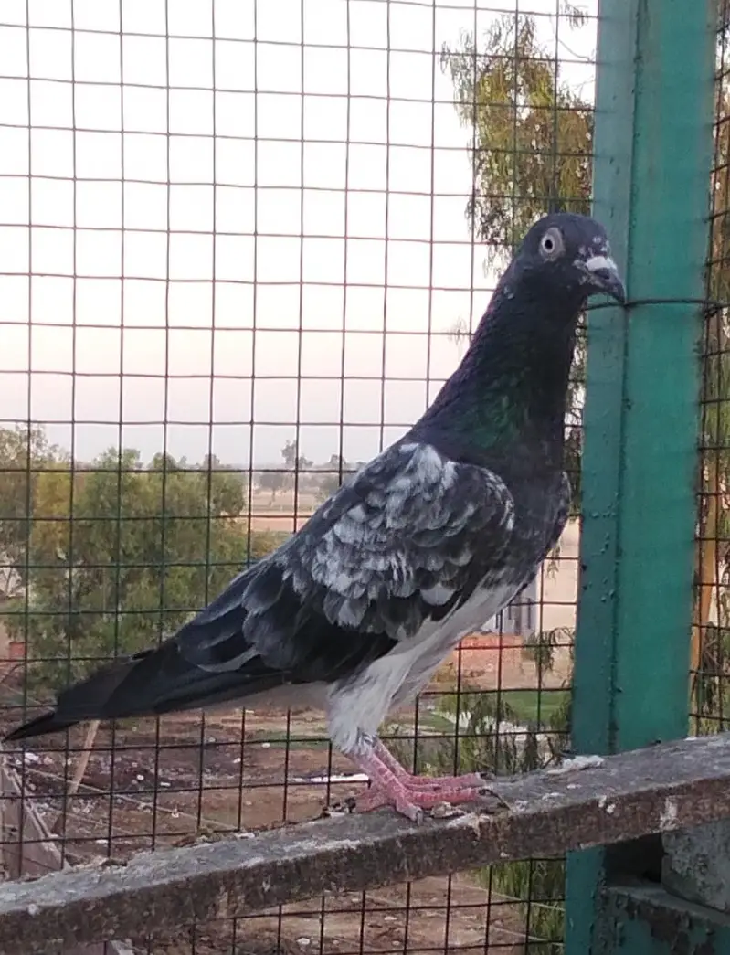 pigeons — photo 2