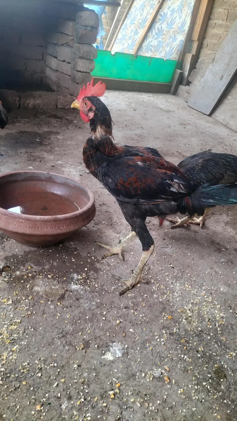 bahi ghar Kay bachay hain — photo 3