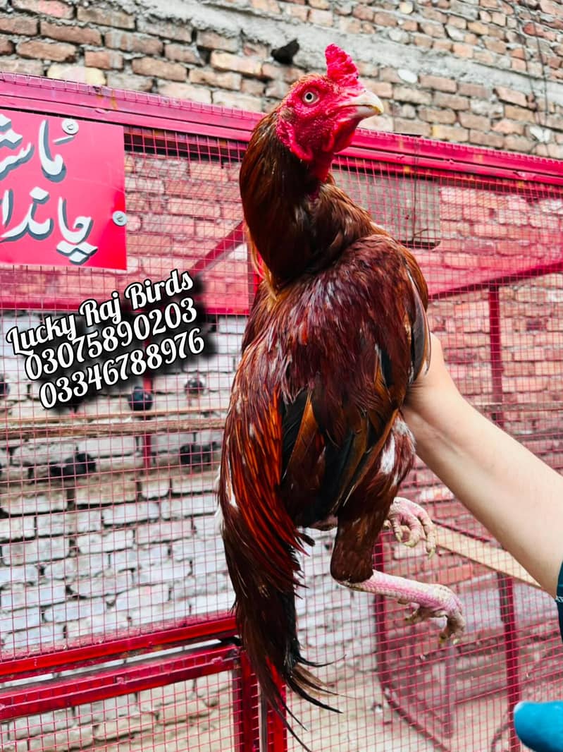 Aseel Murga 1
