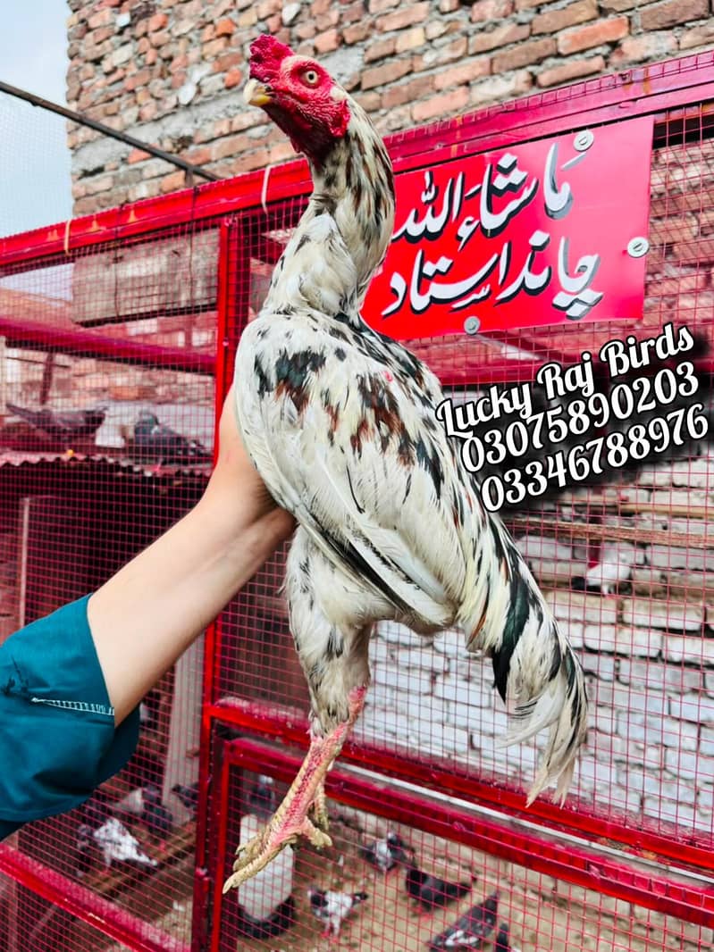Aseel Murga 5