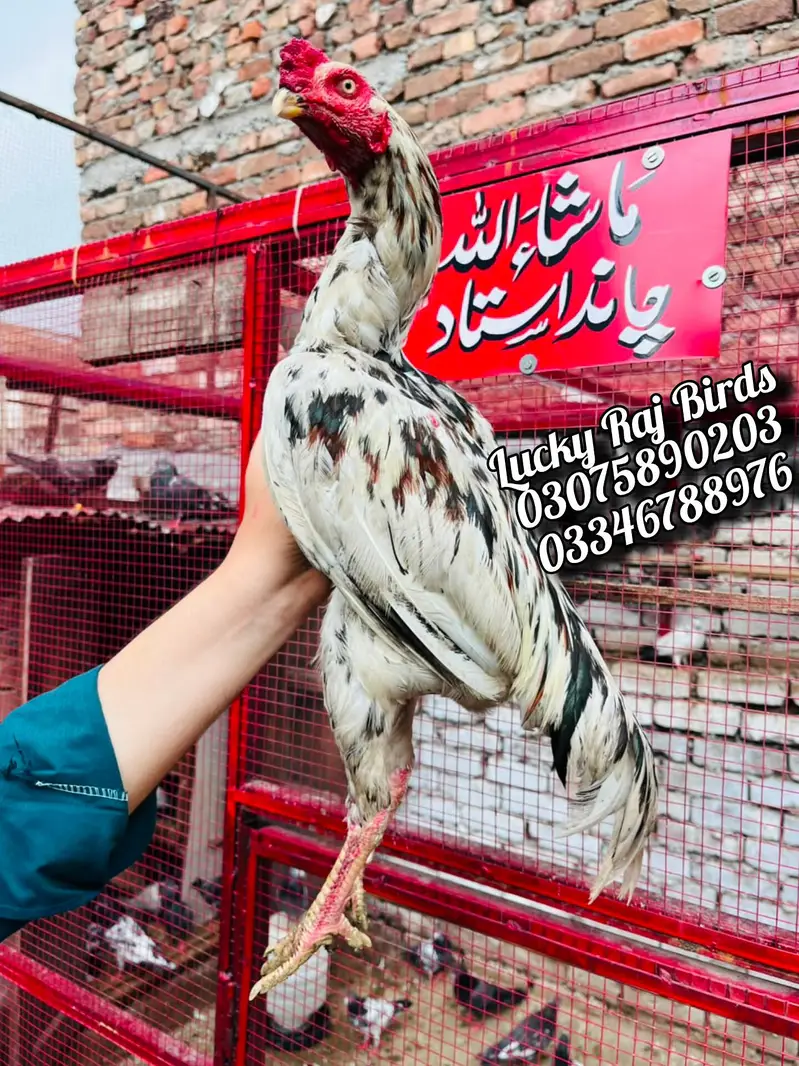 Aseel Murga — photo 6