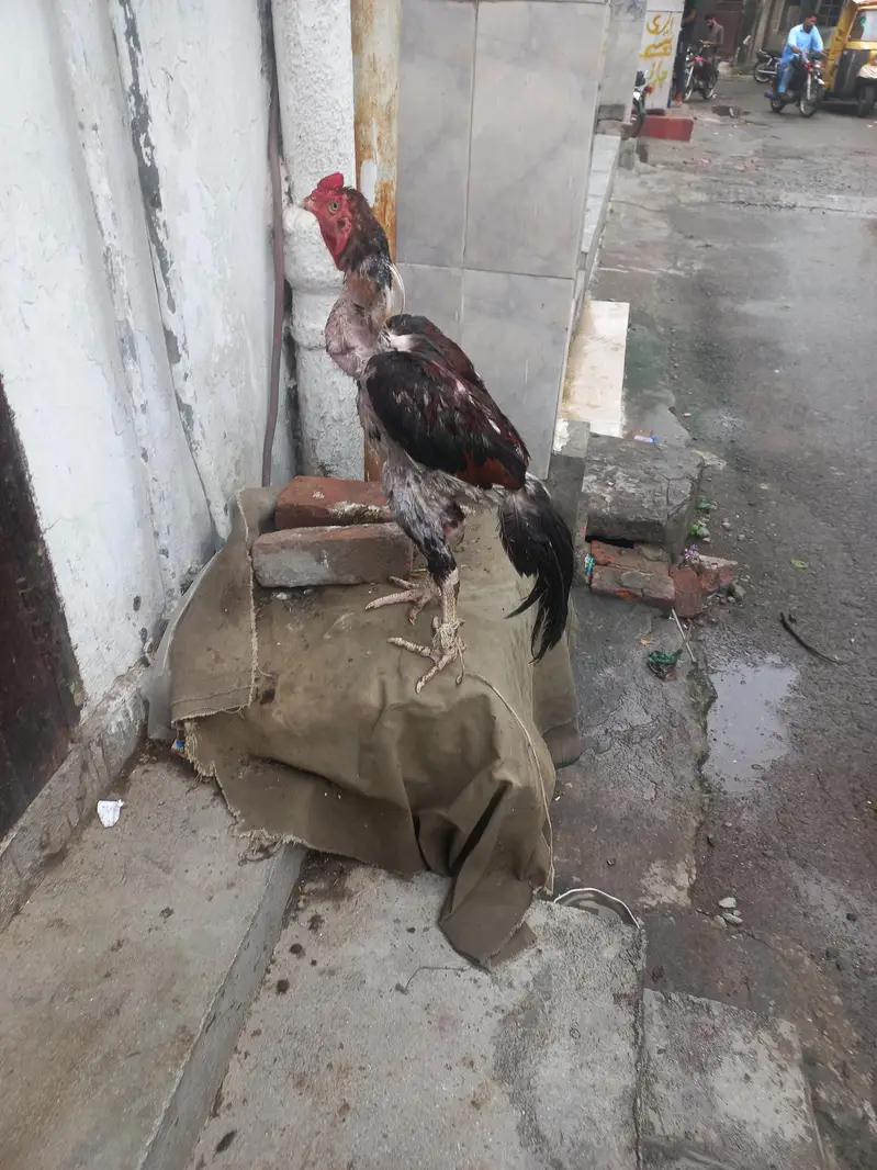 Aseel — photo 4