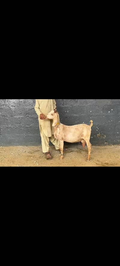 3.5 months gaban bakri. desi bakri