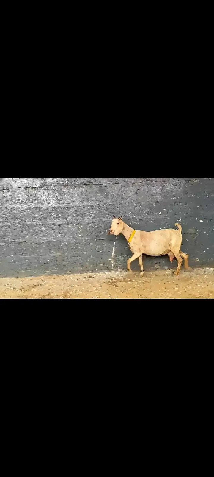 3.5 months gaban bakri. desi bakri — photo 2