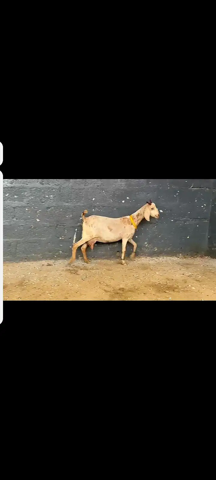 3.5 months gaban bakri. desi bakri — photo 3