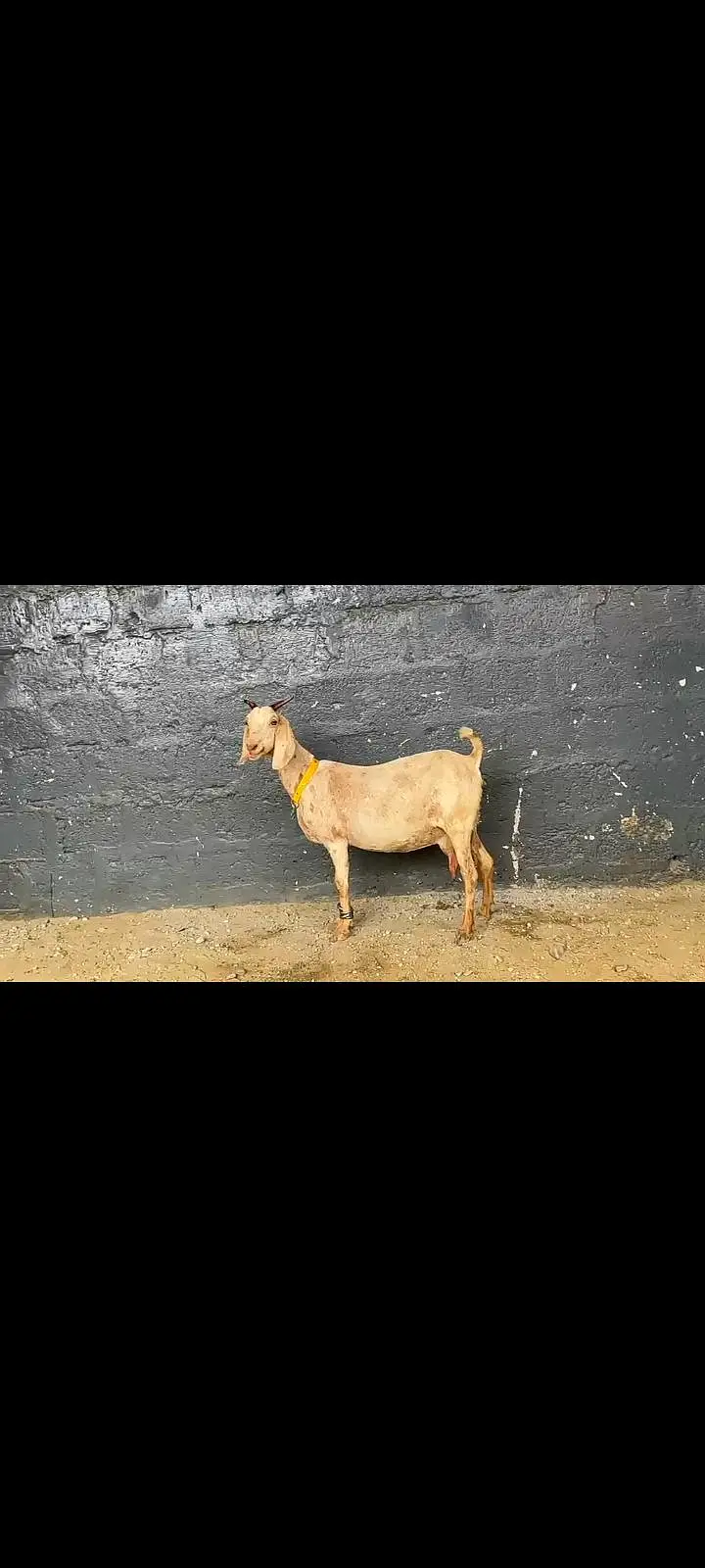 3.5 months gaban bakri. desi bakri — photo 4