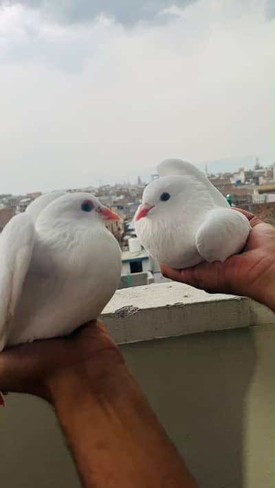 Fancy pigeons