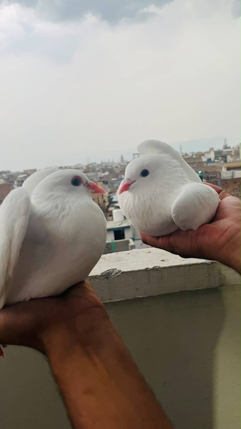 Fancy pigeons 0