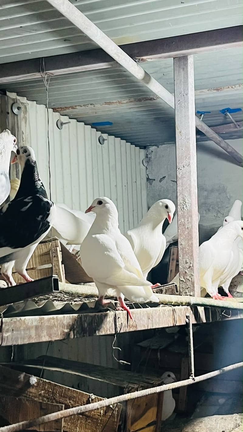 Fancy pigeons 1