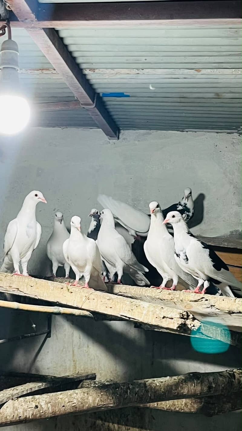 Fancy pigeons 3