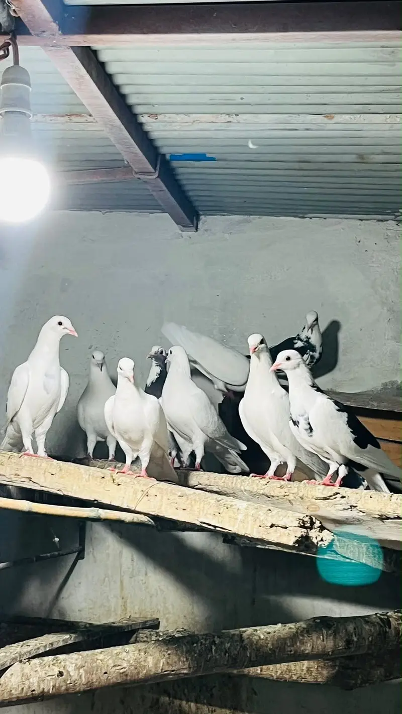 Fancy pigeons — photo 4