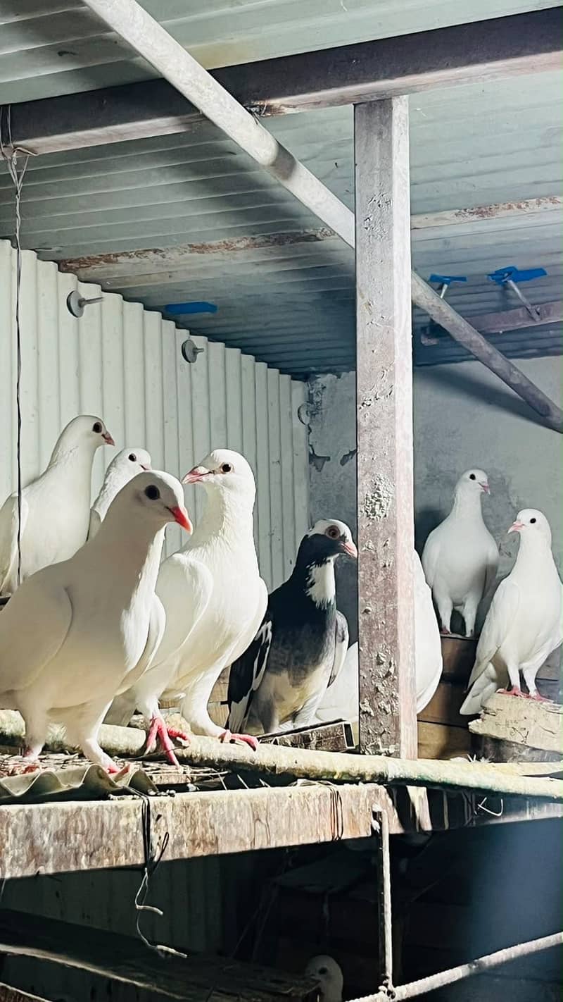 Fancy pigeons 4