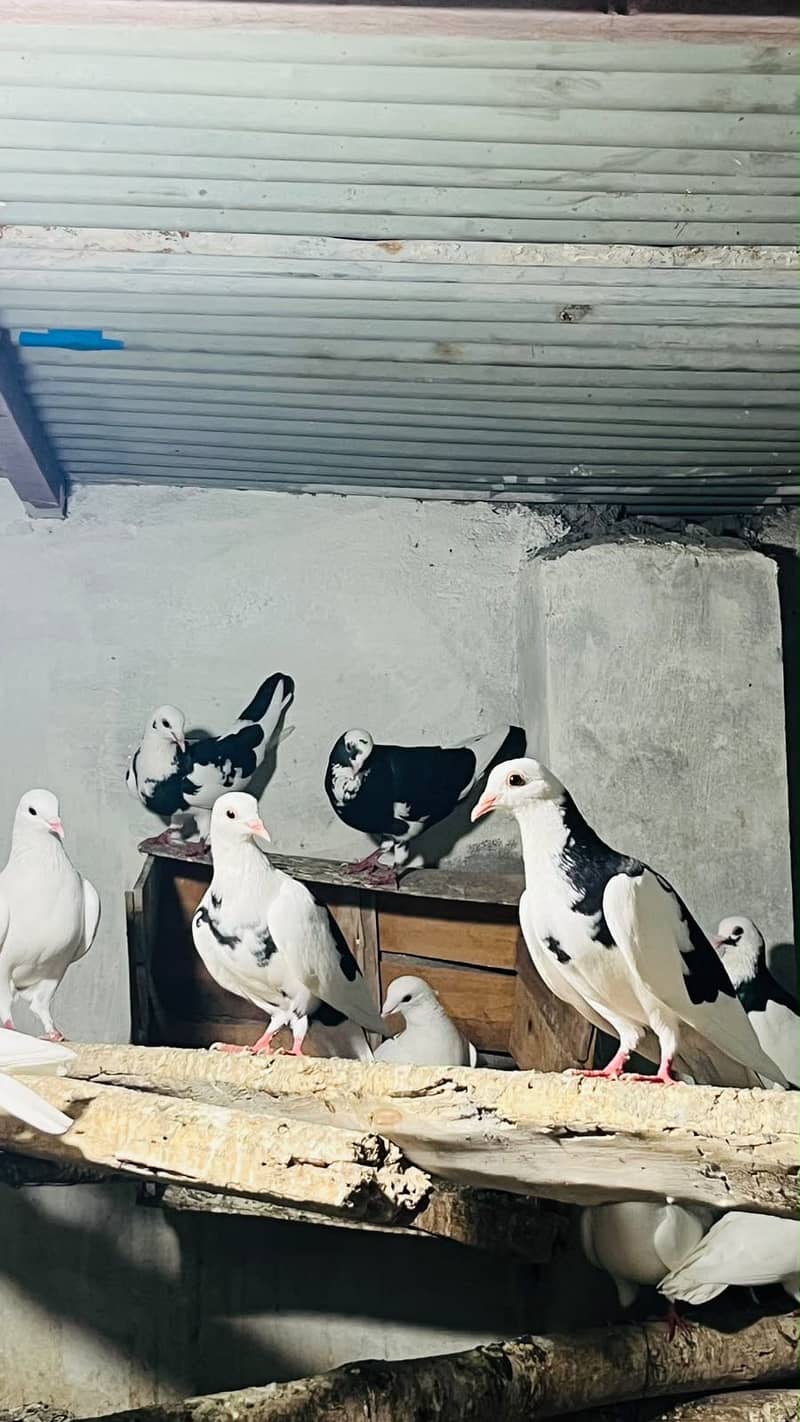 Fancy pigeons 5
