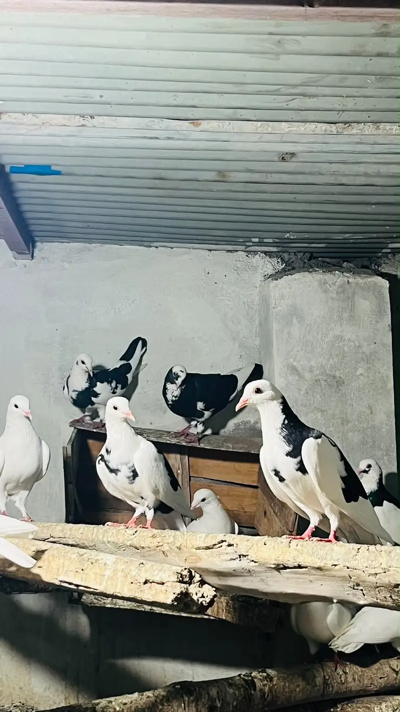 Fancy pigeons — photo 6