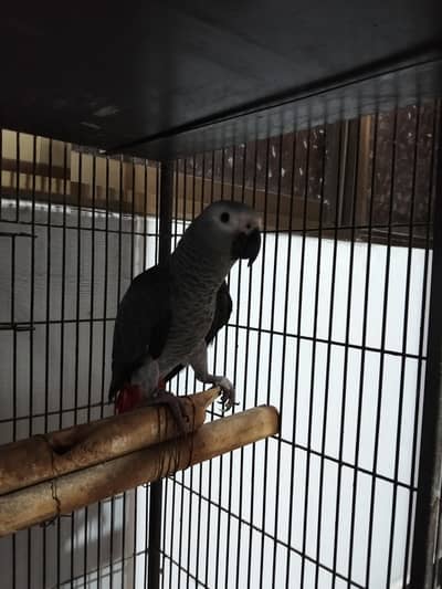 African grey