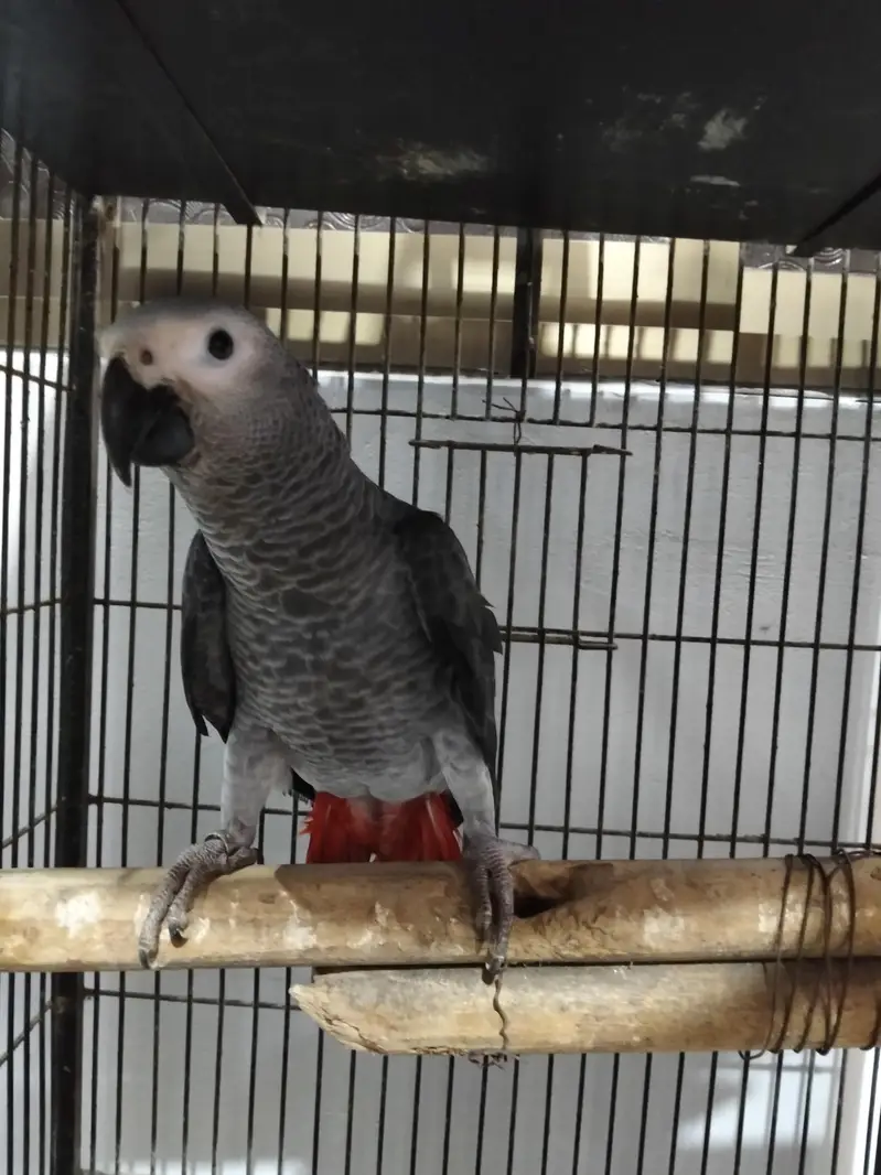 African grey — photo 2
