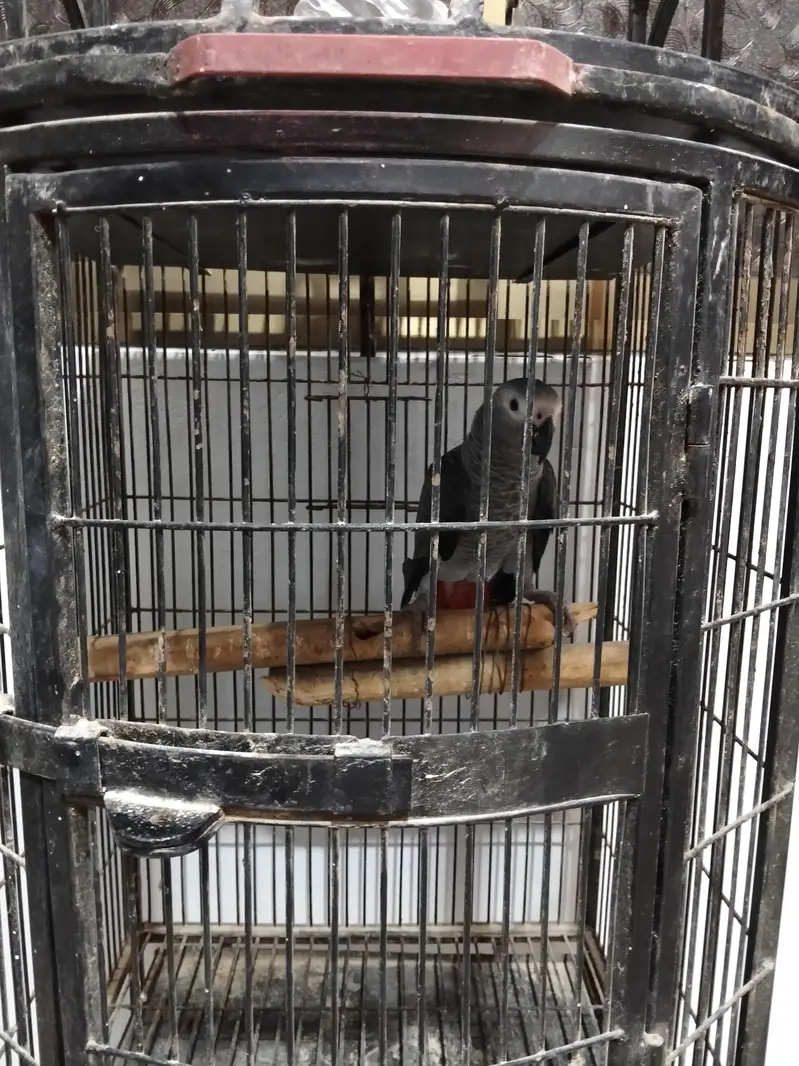 African grey — photo 3