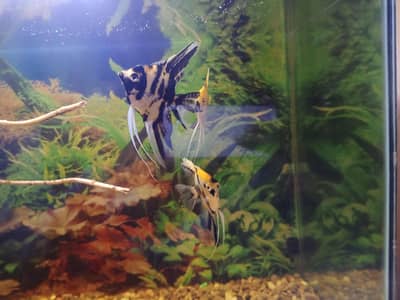 Koi Angel | Koi Angle | Jumbo size | Big size | Fish