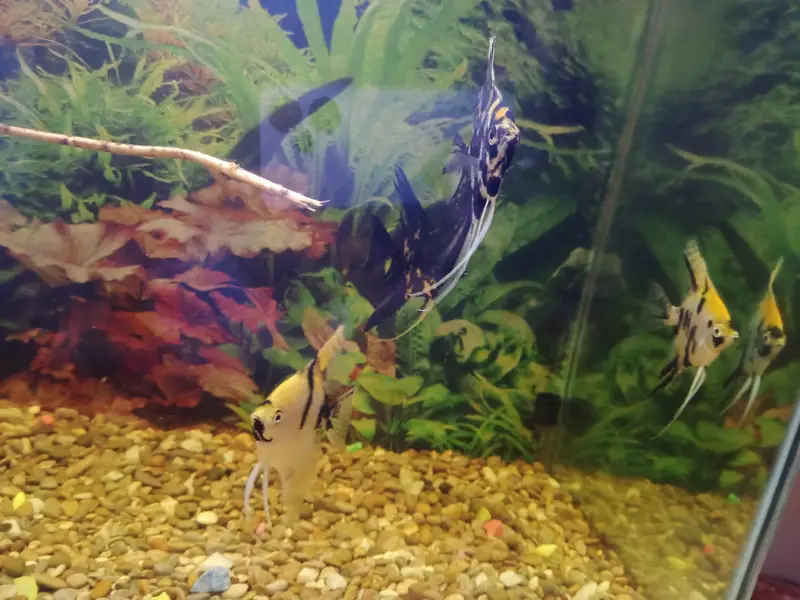 Koi Angel | Koi Angle | Jumbo size | Big size | Fish — photo 2