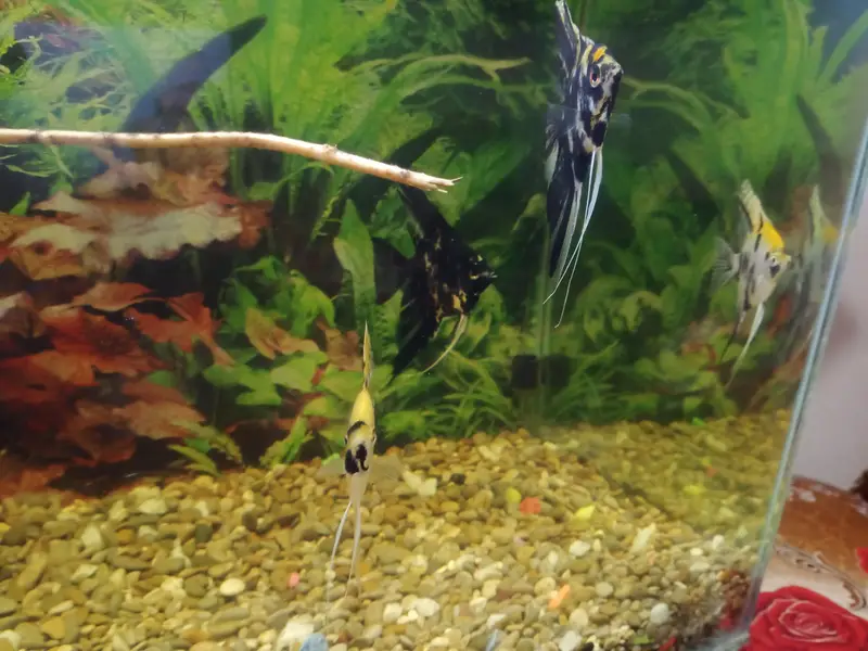 Koi Angel | Koi Angle | Jumbo size | Big size | Fish — photo 3
