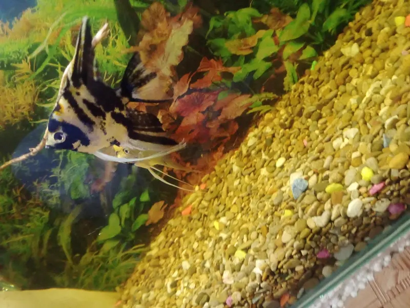 Koi Angel | Koi Angle | Jumbo size | Big size | Fish — photo 6