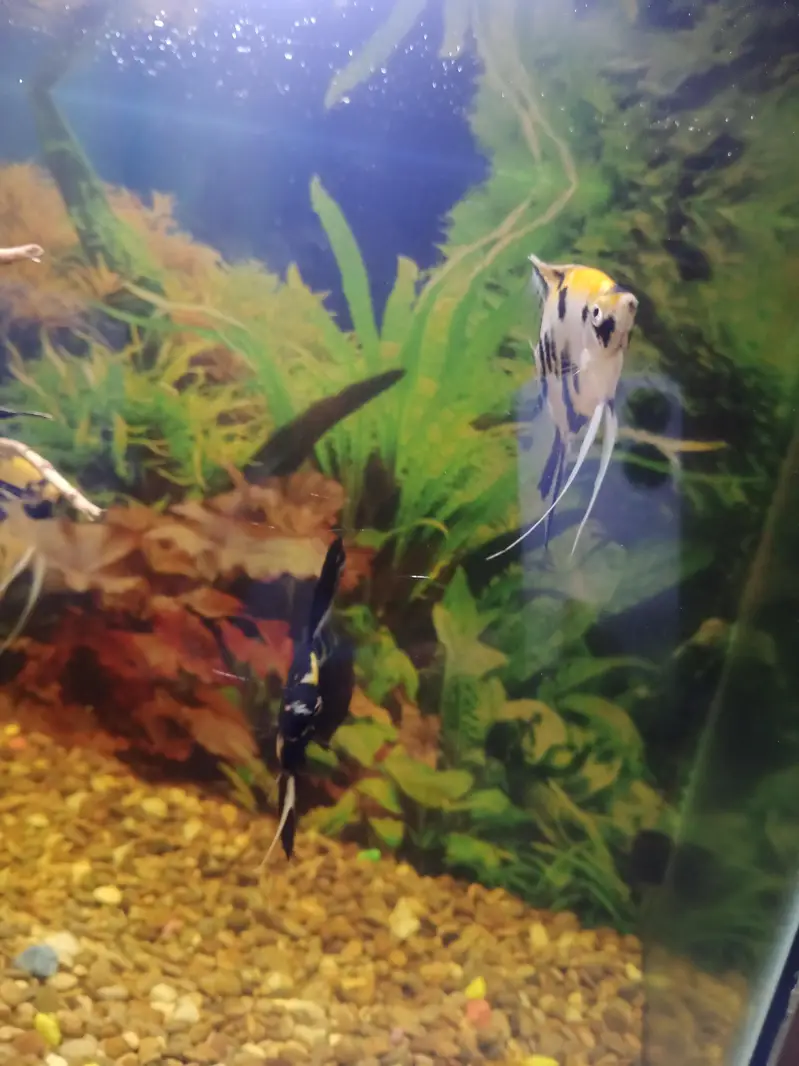 Koi Angel | Koi Angle | Jumbo size | Big size | Fish — photo 8