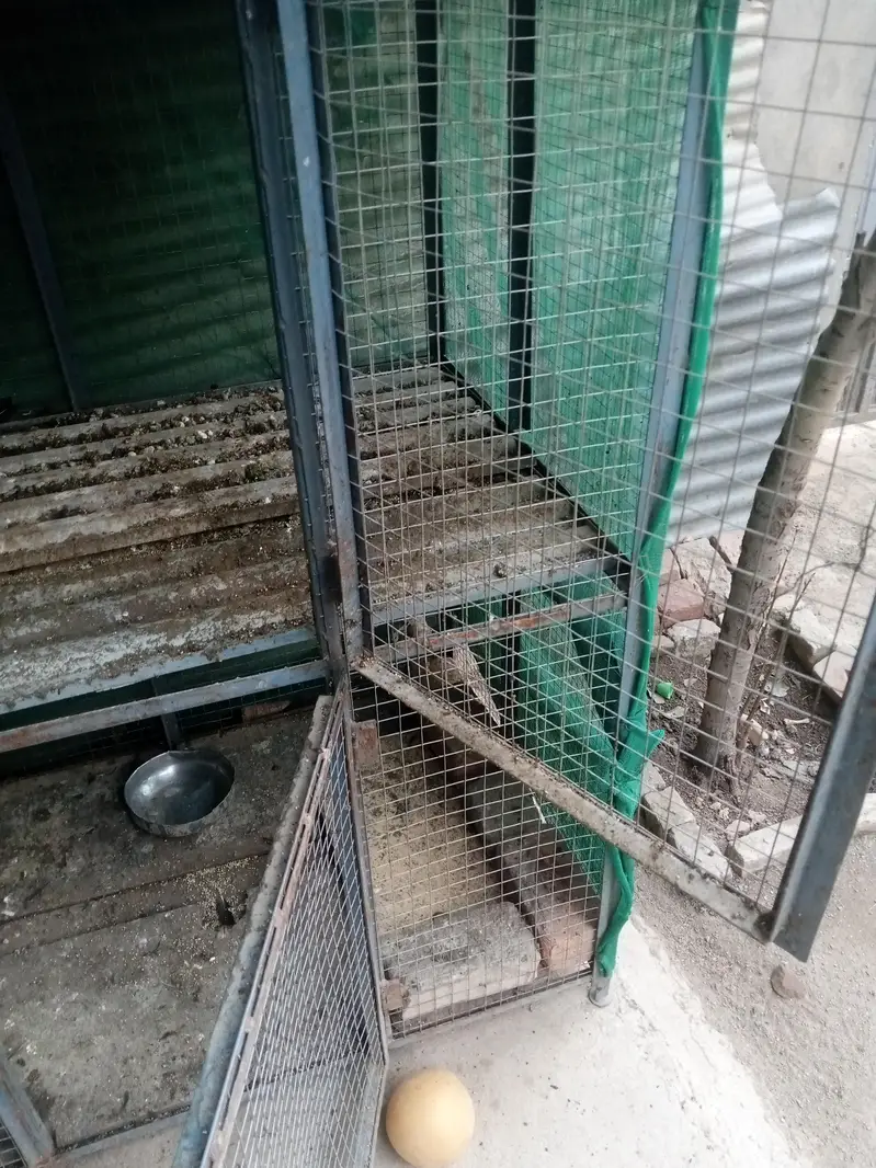cage for hen — photo 2