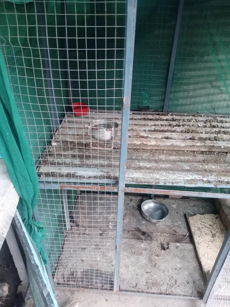 cage for hen — photo 3
